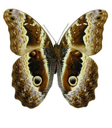 Caligo oberthurii floklides