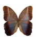 Caligo placidianus