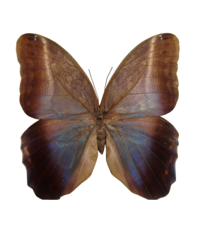Caligo placidianus