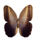 Caligo teucer semicaerulea