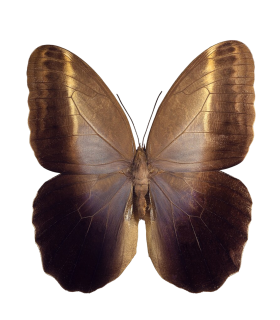 Caligo teucer semicaerulea