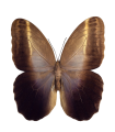 Caligo teucer semicaerulea