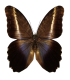 Caligo superbus superbus