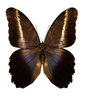 Caligo superbus superbus