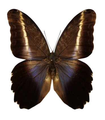 Caligo superbus superbus