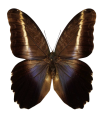 Caligo superbus superbus