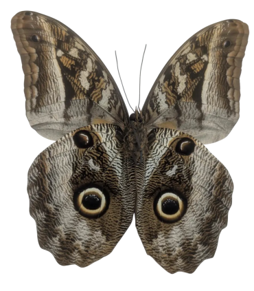 Caligo superbus superbus