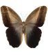 Caligo prometheus