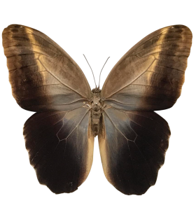 Caligo prometheus