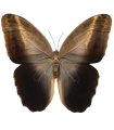 Caligo prometheus