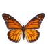 Danaus plexippus nigrippus