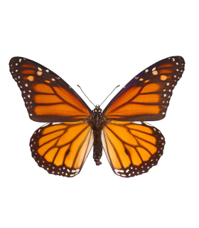 Danaus plexippus nigrippus