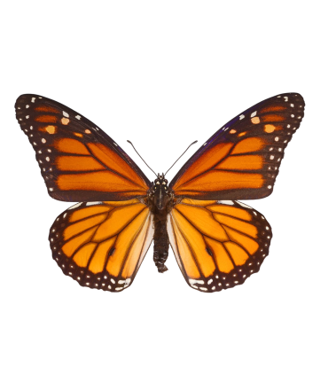 Danaus plexippus nigrippus