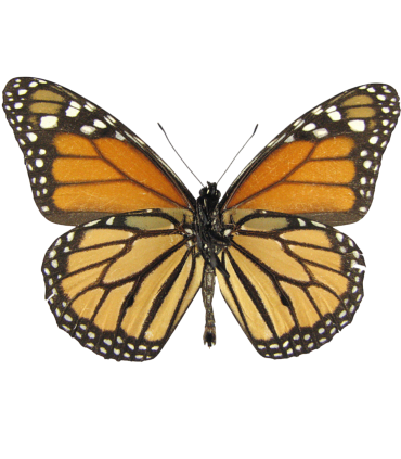 Danaus plexippus nigrippus