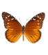Danaus eresimus