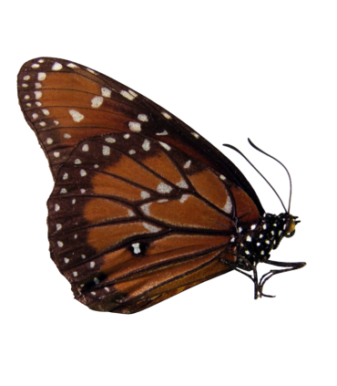 Danaus eresimus