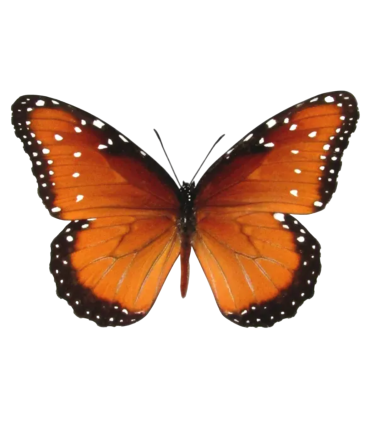 Danaus eresimus