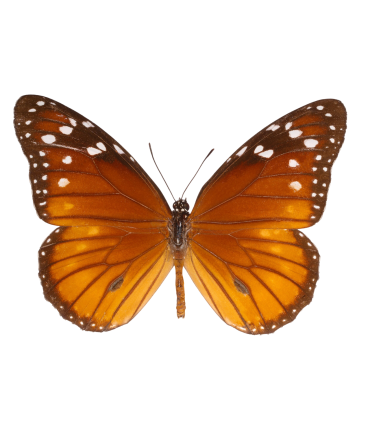 Danaus eresimus