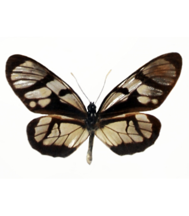 Lycorea ilione lamaris