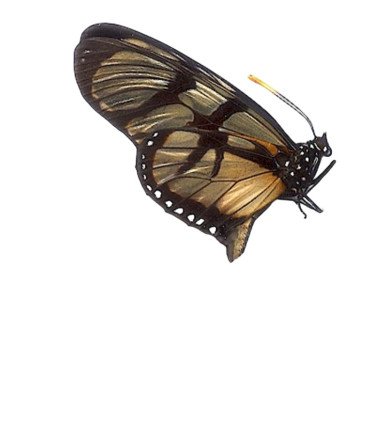 Lycorea ilione lamaris