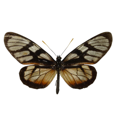 Lycorea ilione phenarete