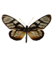 Lycorea ilione phenarete