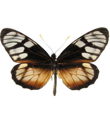 Lycorea ilione phenarete