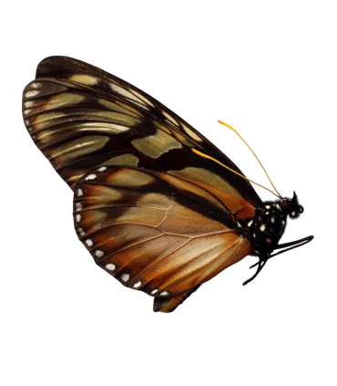 Lycorea ilione phenarete