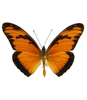 Agraulis vanillae lucina