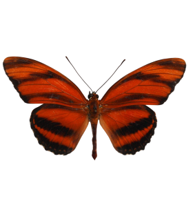 Dryadula phaetusa