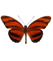 Dryadula phaetusa
