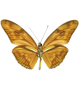 Dryas julia
