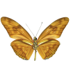 Dryas julia