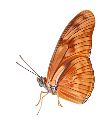 Dryas julia