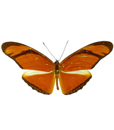 Dryas julia