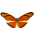 Dryas julia