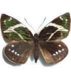 NIGHT BUTTERFLIES