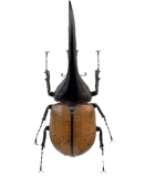 INSECTS