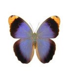 Brassolidae