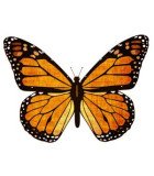 Danaidae