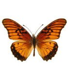 Heliconidae