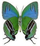Lycaenidae