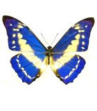 Morphidae