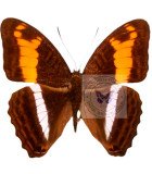 Nymphalidae1