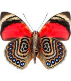 Nymphalidae2