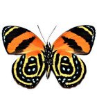 Nymphalidae4