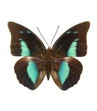 Nymphalidae5