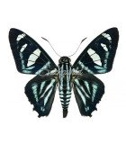 Hesperiidae