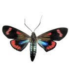 Arctiidae