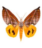 Noctuidae